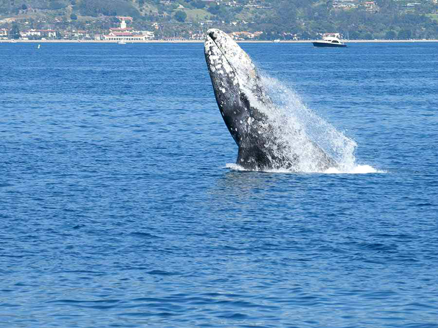 La ballena gris en México: avistamiento y datos curiosos sobre esta especie