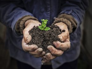 3 beneficios de la reforestación que quizá no conocías