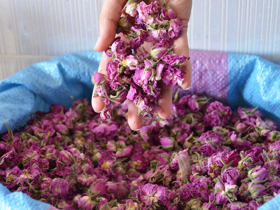 Rosa damascena, uno de los aromas dulces de Marruecos Foto: Mariana Castillo