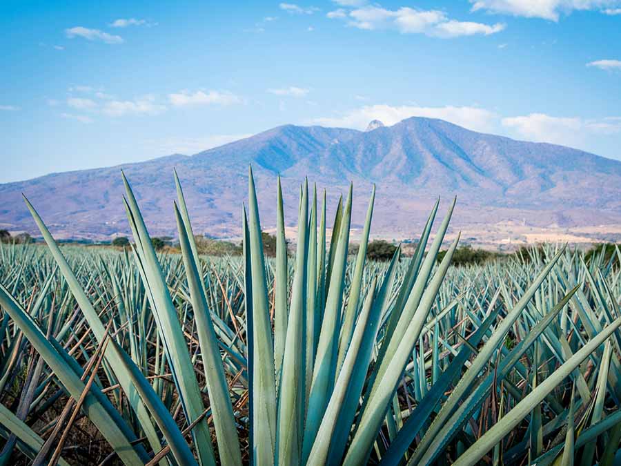 El tequila es un mezcal.Se obtiene a partir del Agave tequilana Weber azul