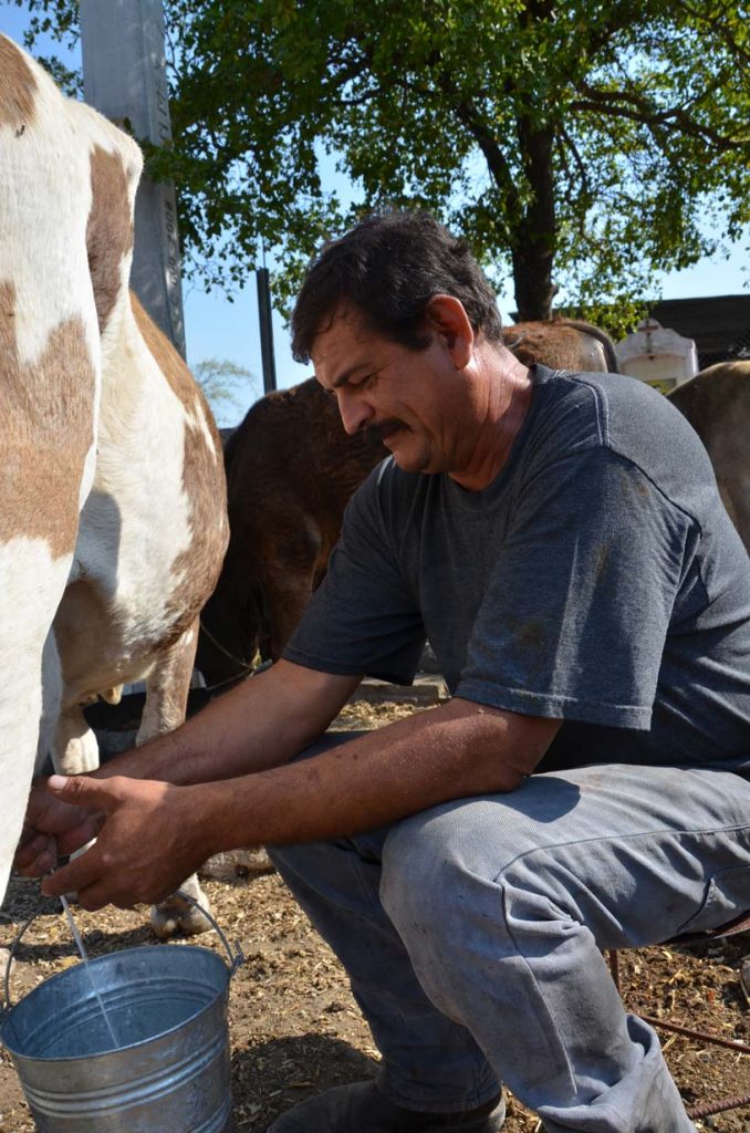 Guillermo Chávez ordeñando a la vaca para obtener el pajarete Foto: Mariana Castillo