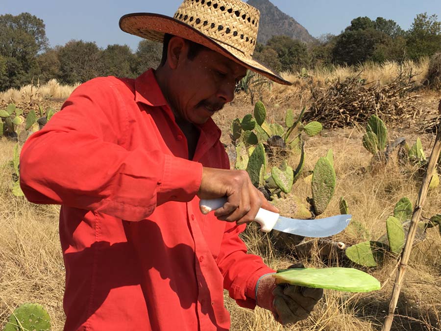 Zeferino, un experto en nopal Foto: Mariana Castillo