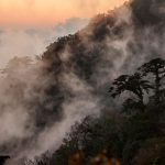 Bosque de niebla en Chiapas “el bosque más mágico del mundo”