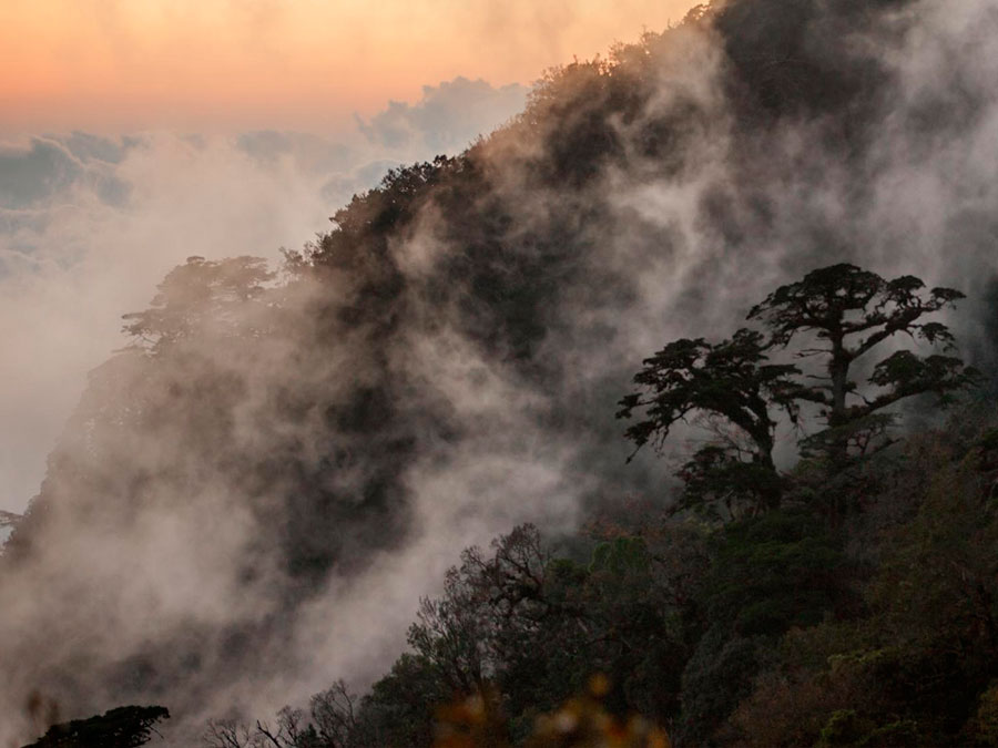 Bosque de niebla en Chiapas “el bosque más mágico del mundo”