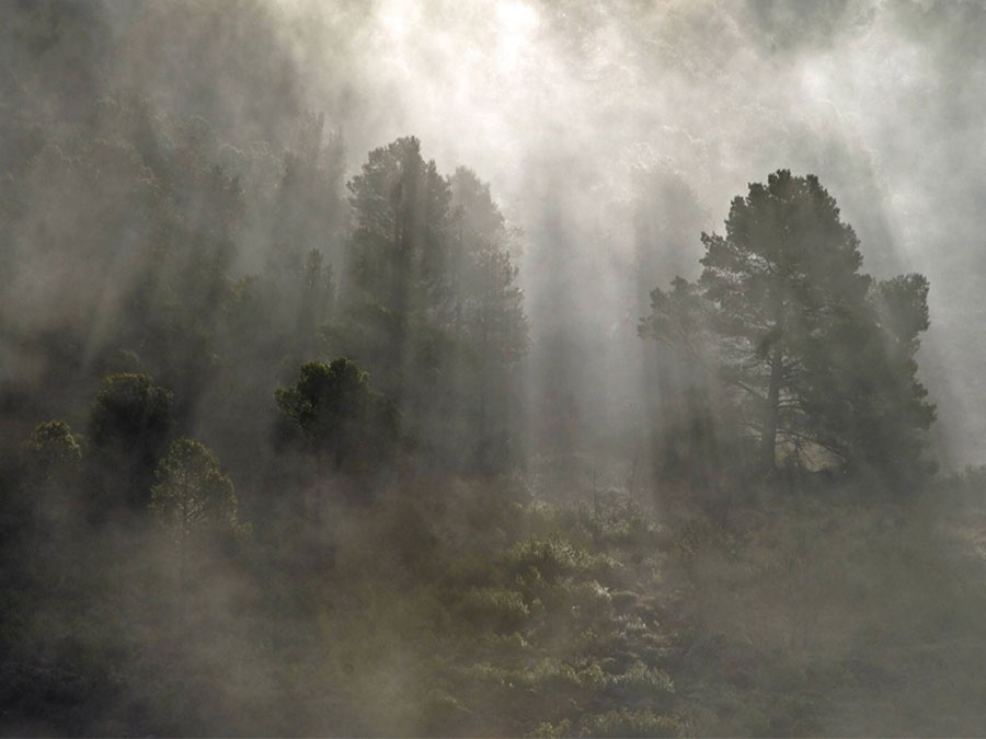 Bosque de niebla