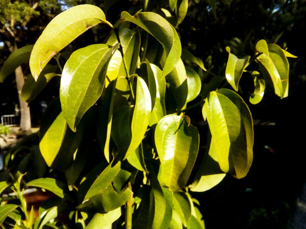 plantas comestibles y medicinales 