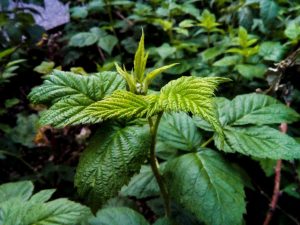 8 plantas comestibles y medicinales de la discreta Huerta Chapultepec