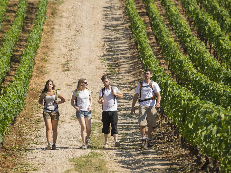 Las recorridos por viñedos son un gran atractivo en Francia Foto: Cortesía