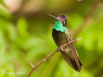 especies de colibríes en la Ciudad de México_3