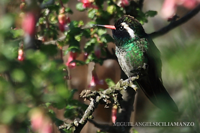 especies de colibríes en la Ciudad de México_4