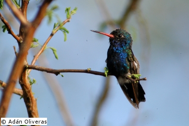 especies de colibríes en la Ciudad de México_2