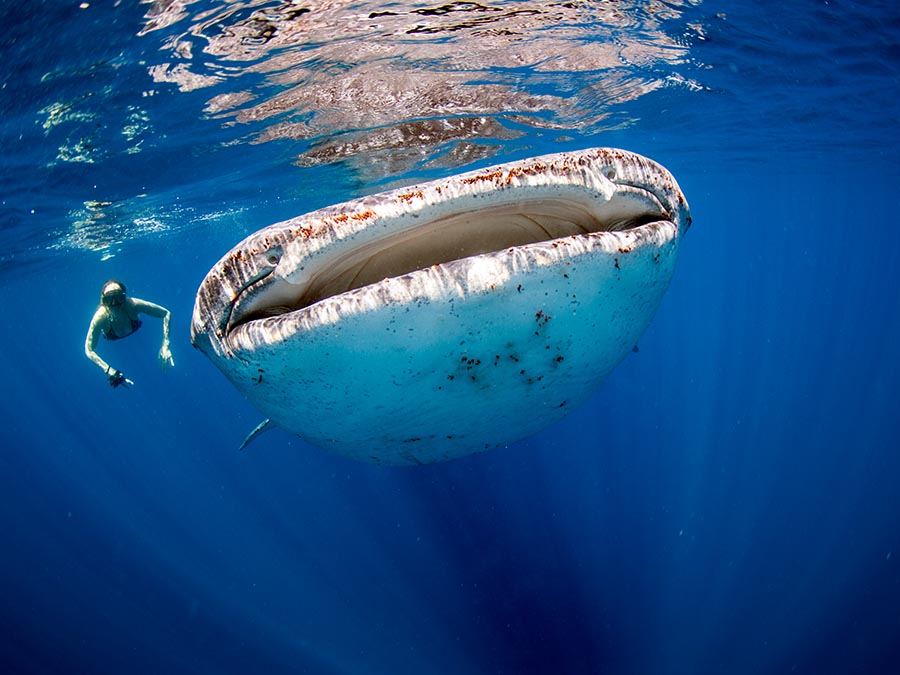 Bahía de los Ángeles, el lugar en México para nadar con el tiburón ballena