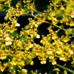 Las bellezas escondidas en el Orquideario de Chapultepec