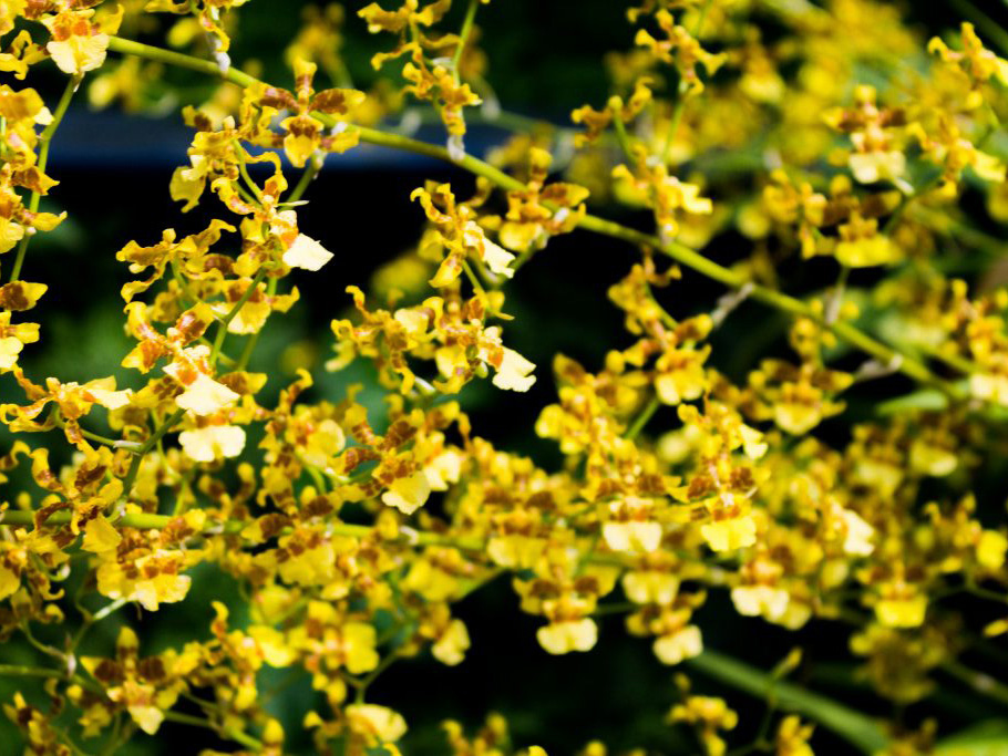 Las bellezas escondidas en el Orquideario de Chapultepec