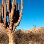 Valle de los gigantes, el hogar de los cardones que tienes que visitar