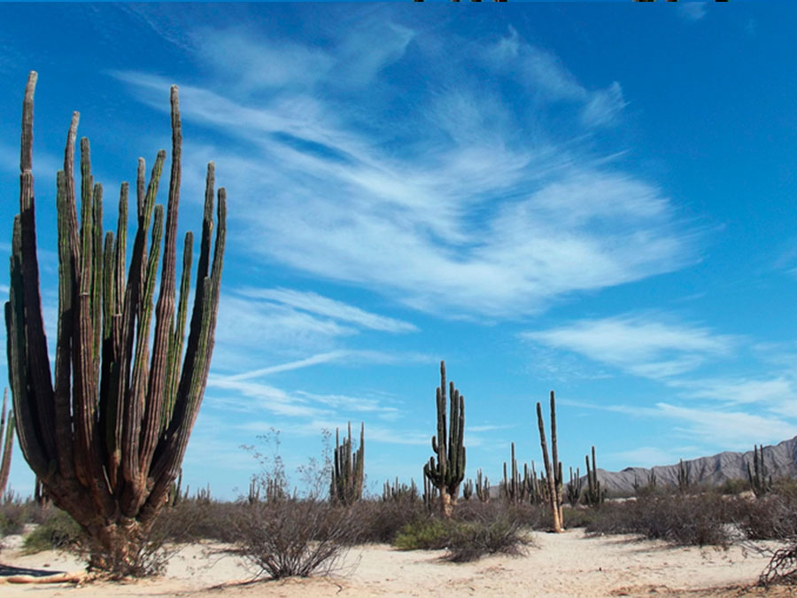 Valle de los gigantes