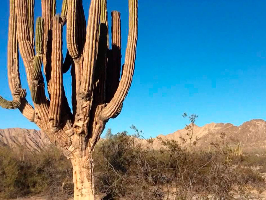 Valle de los gigantes, el hogar de los cardones que tienes que visitar