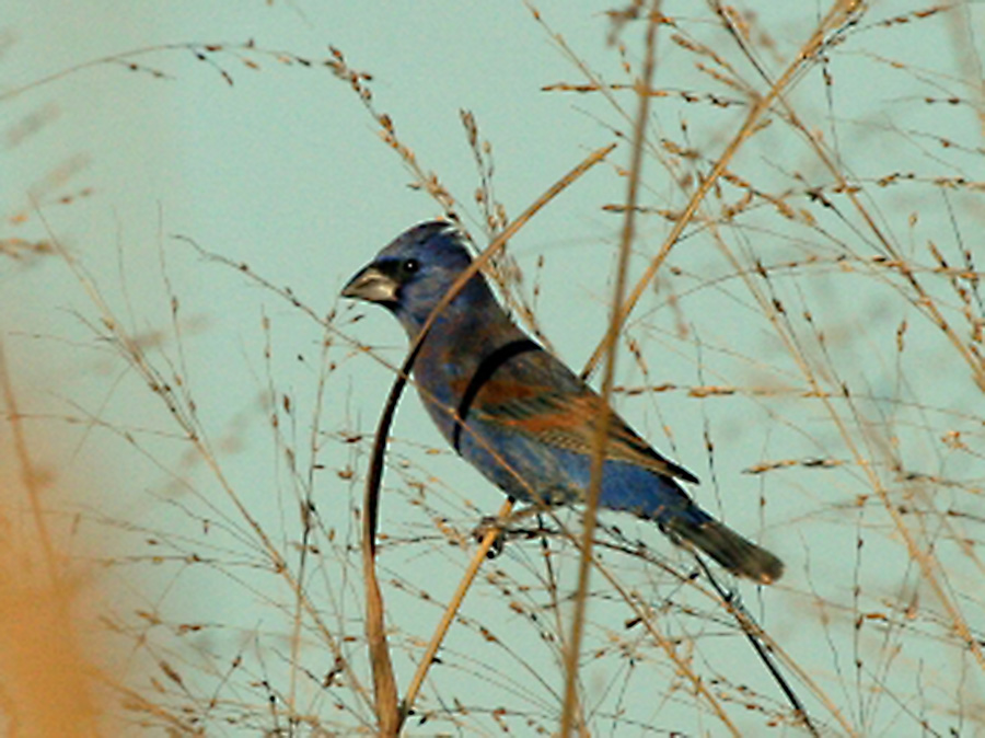 apps para identificar aves