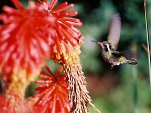 Suerte es poder observarlas: 3 especies de colibríes en la Ciudad de México