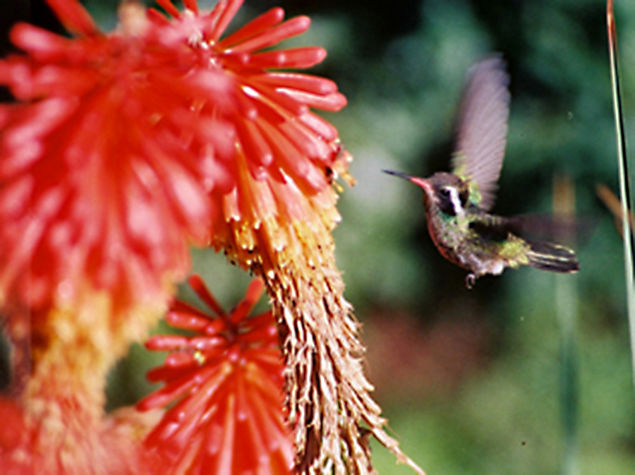 Destacada_especies de colibríes en la Ciudad de México