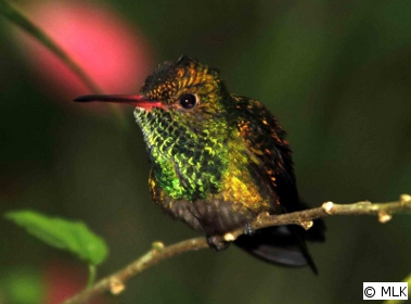 especies de colibríes en la Ciudad de México_1