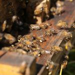 Celebra el Día Mundial de las Abejas con este documental