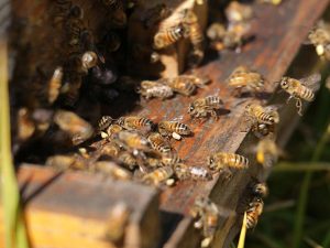 Celebra el Día Mundial de las Abejas con este documental