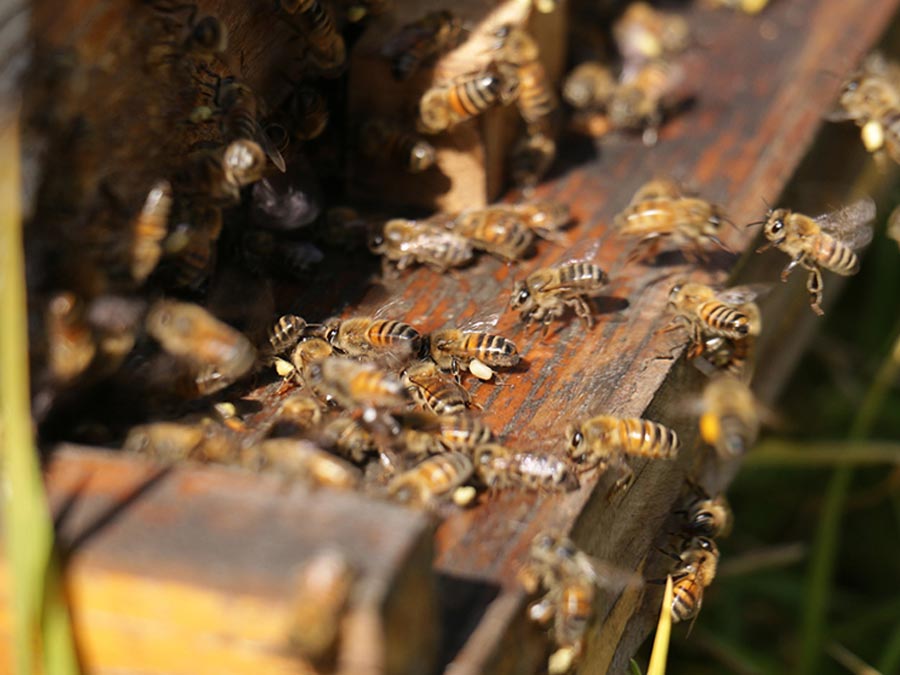 Día Mundial de las Abejas: 5 documentales para celebrar esta fecha