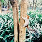 Un modo natural de despertar los sentidos, eso es el Jardín Sensorial Chapultepec