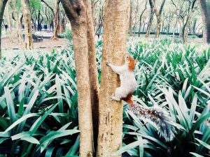 Un modo natural de despertar los sentidos, eso es el Jardín Sensorial Chapultepec