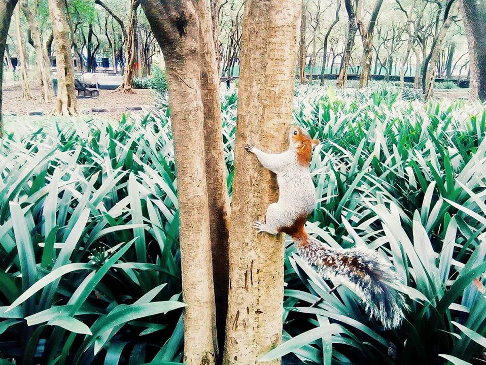 Jardin Sensorial Chapultpec