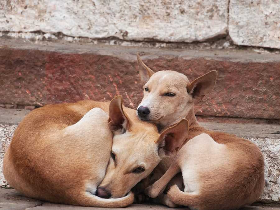 animales rescatados de la calle