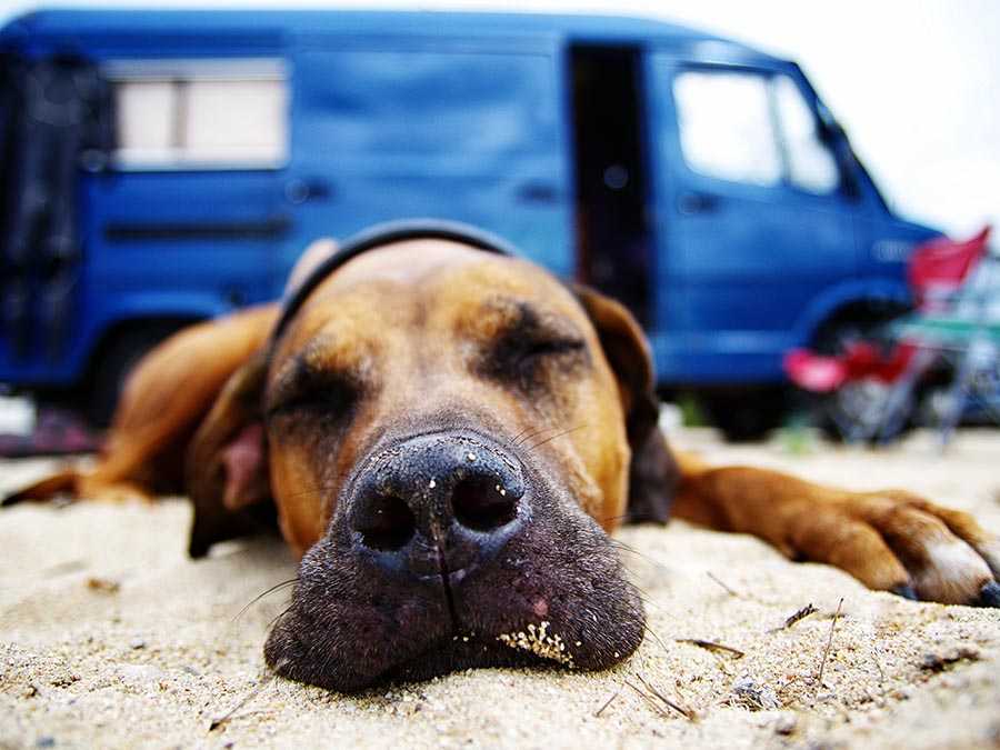 viajar con mascotas