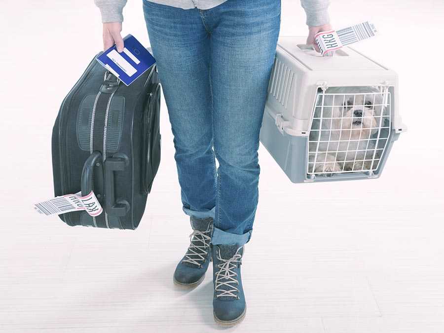 viajar con mascotas