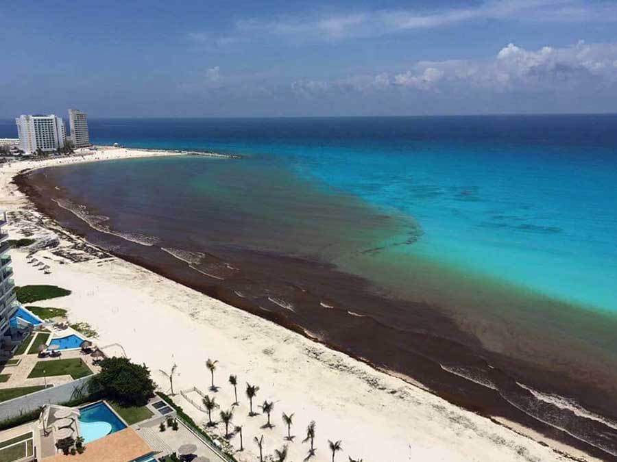 Sargazo en Quintana Roo