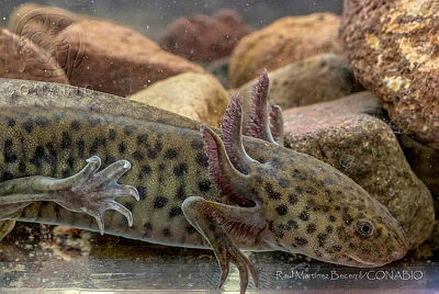 Ambystoma mexicanum