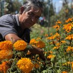 El cempasúchil de San Gregorio: flores para Día de Muertos en Xochimilco