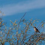 ¿Qué aves viven en México? Un archivo sonoro, esculturas y apps para descubrirlo