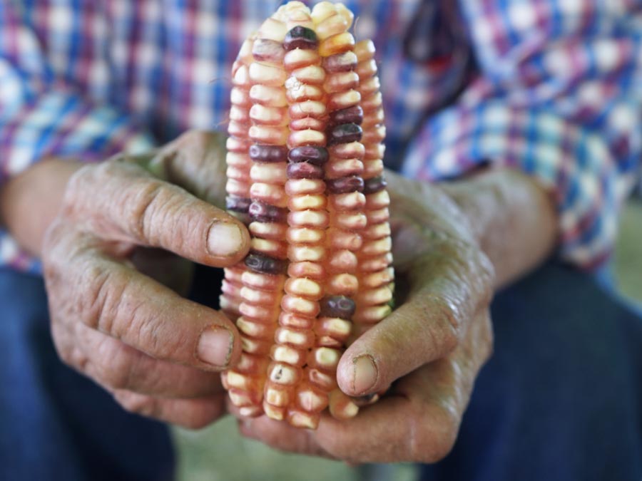 Campesinos de la milpa que conocimos en la Feria de la Agrobiodiversidad en Oaxaca