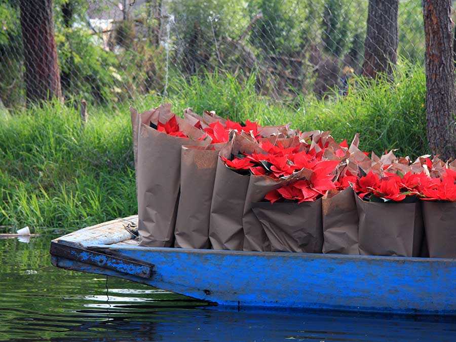 Nochebuenas en Xochimilco