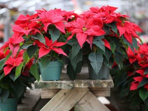 ¿Cómo cuidar una flor de Nochebuena?