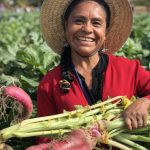 Cosecha para la Noche de Rábanos en Oaxaca