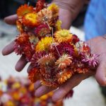 Estos artesanos trabajan la flor inmortal en San Antonino Castillo Velasco