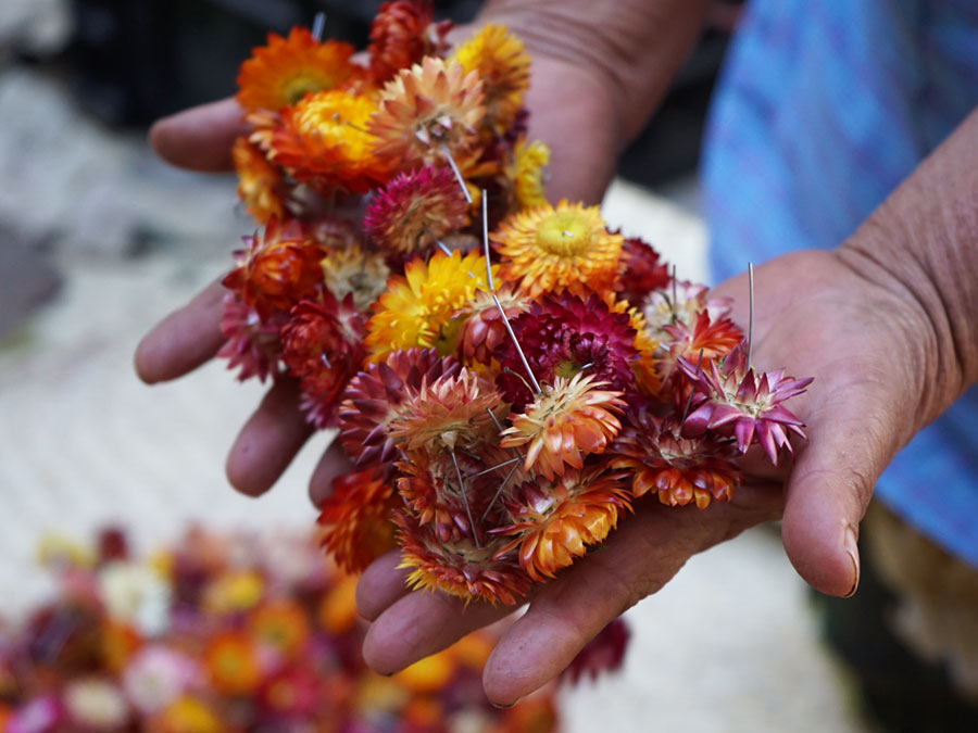 Estos artesanos trabajan la flor inmortal en San Antonino Castillo Velasco