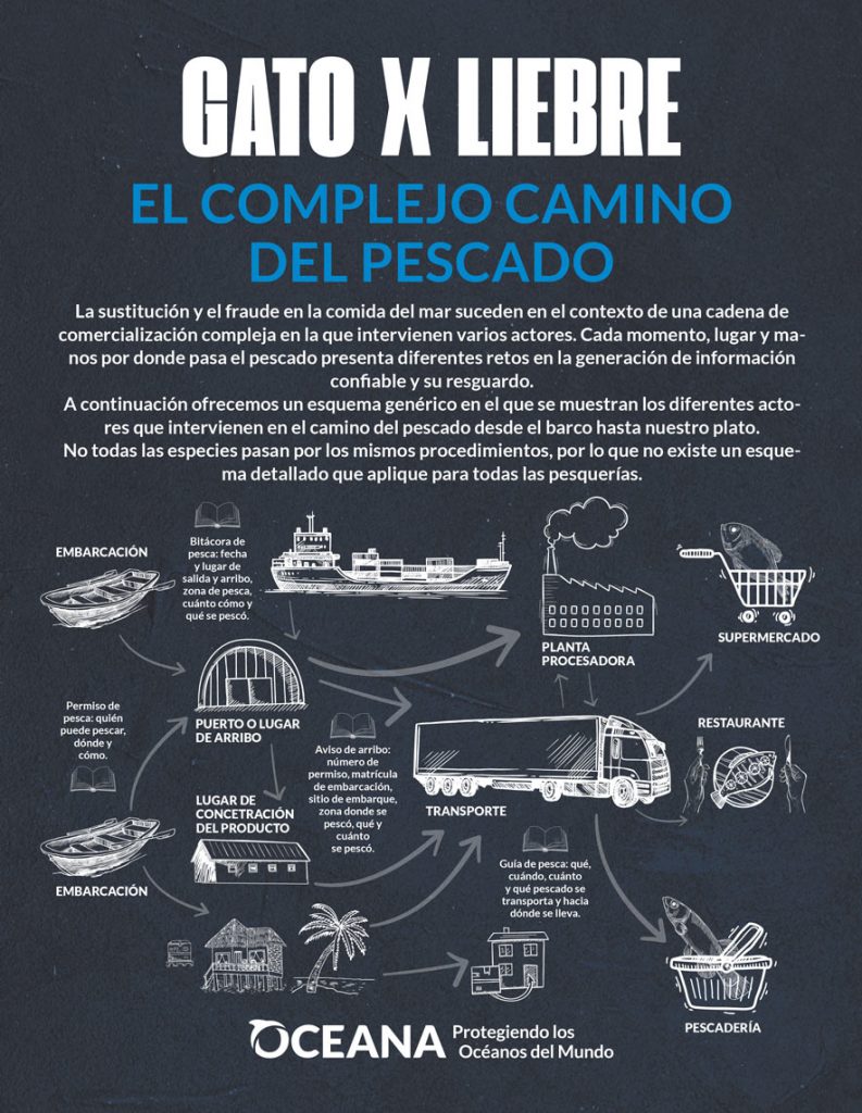 Gato X Liebre: qué pescados comemos en México y qué podemos hacer