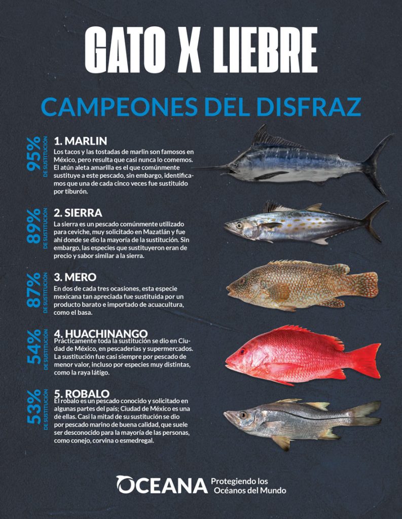 Gato X Liebre: qué pescados comemos en México y qué podemos hacer