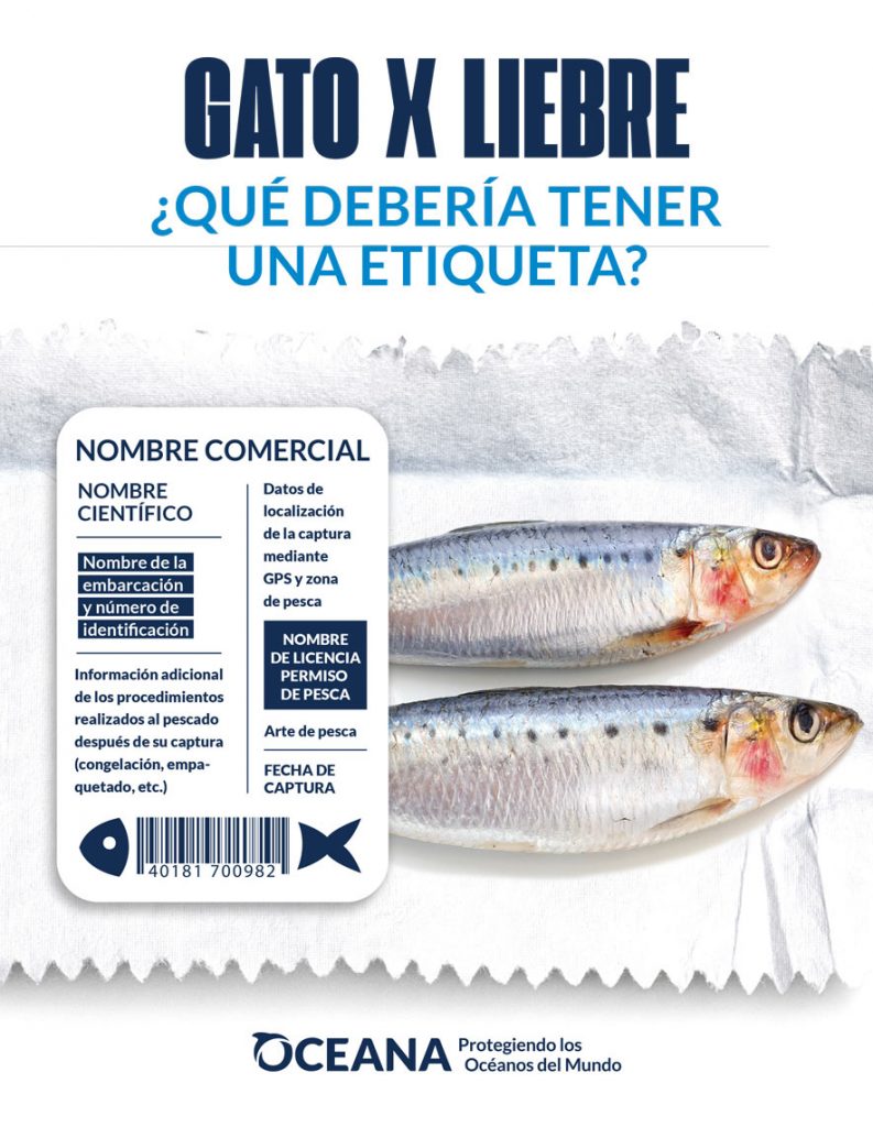 Gato X Liebre: qué pescados comemos en México y qué podemos hacer