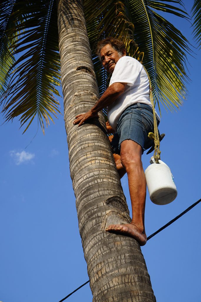 La palma de cocos como identidad Foto: Mariana Castillo