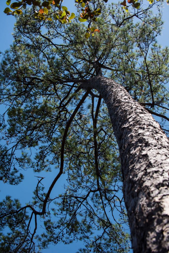 Tu caminata te hará voltear hacia todos lados para apreciar la biodiversidad de Jalisco Foto: Tony Petate