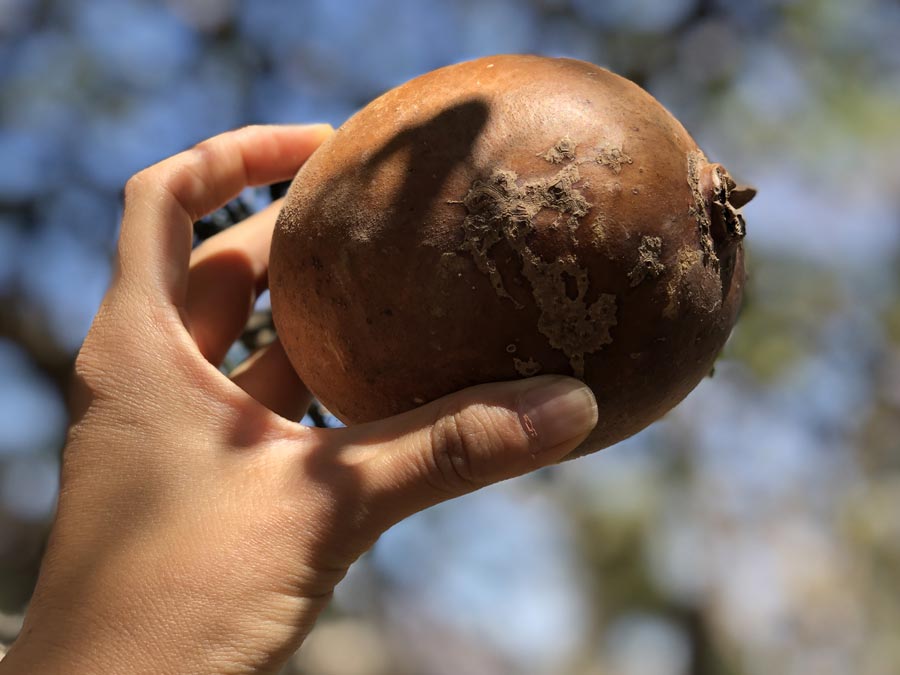 Especies comestibles del sur de Jalisco que quizá no conocías